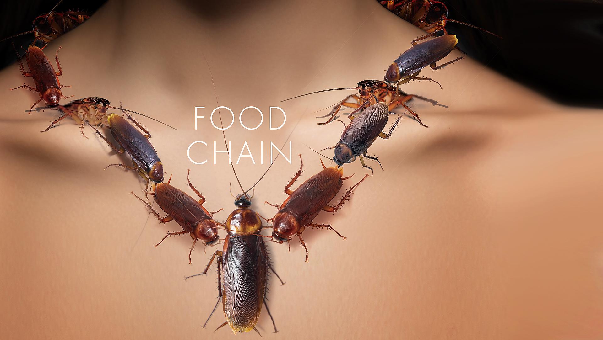 Kriebelt het om uw dieren de beste voeding te schotelen? Belinsect is een gespecialiseerde... Kriebelt het om uw dieren de beste voeding te schotelen? Belinsect is een gespecialiseerde...